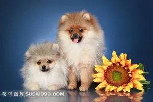 宠物犬小狗 向日葵白边的博美犬