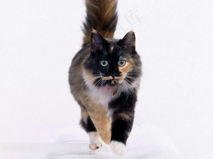 正在走路的花猫