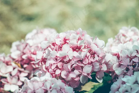 粉色唯美绣球花图片 粉色唯美绣球花图片
