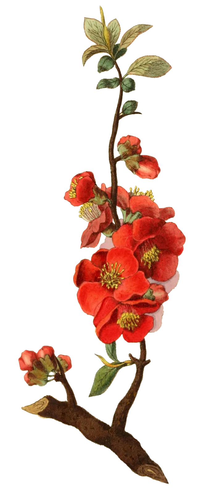 复古手绘植物花卉插画 免抠