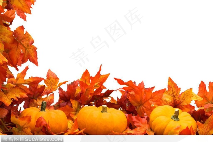 红枫叶和三个金黄色的南瓜