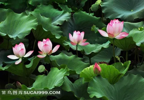 盛开的荷花高清美图