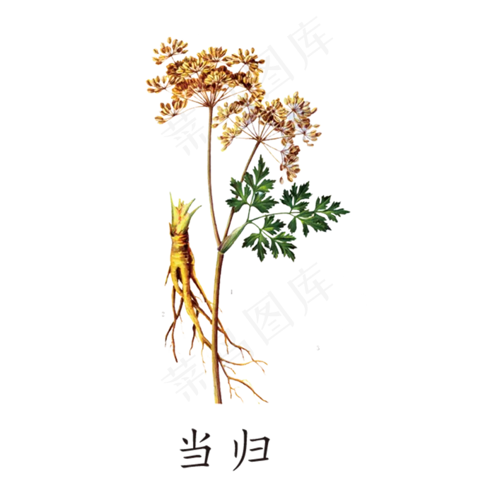 手绘草本中药药材当归