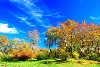 唯美高清树林风景