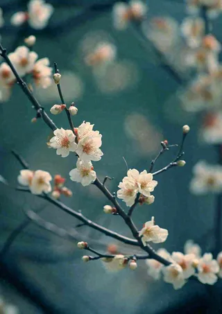 冬天浪漫白色花朵枝叶，冬季植物大雪小雪冬至新春摄影图