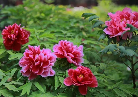 富丽堂皇的牡丹花摄影