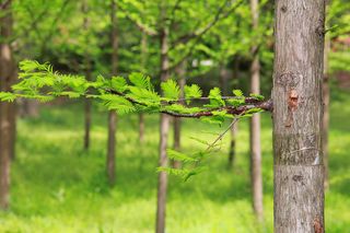 树林横向悬浮绿叶树枝特写