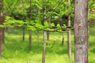 树林横向悬浮绿叶树枝特写