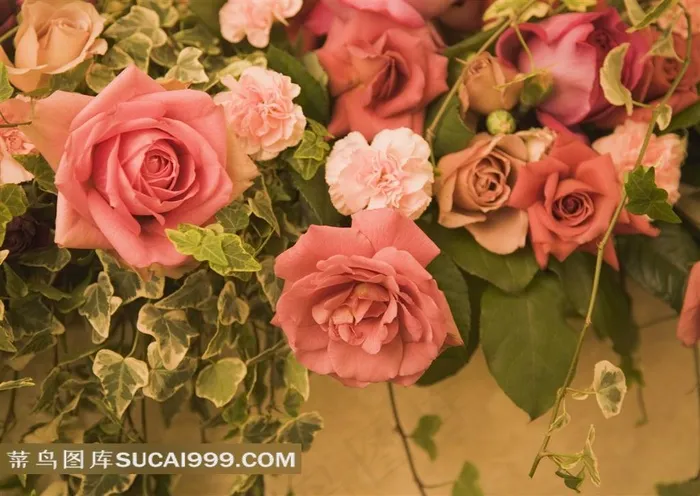 鲜花素材玫瑰花