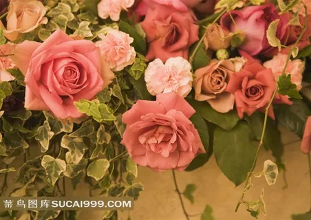 鲜花素材玫瑰花 鲜花素材玫瑰花
