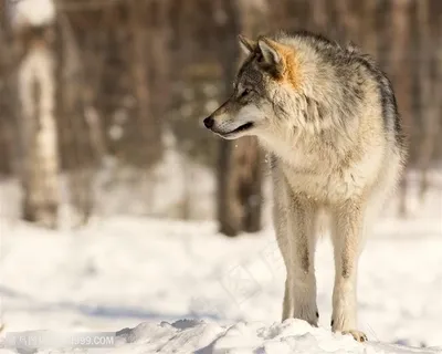 唯美野生动物大雪天忧郁的狼图片