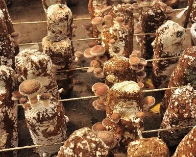 还未采摘的香菇