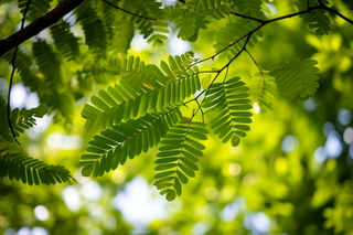 阳光下的绿叶树枝小清新摄影图