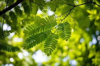 阳光下的绿叶树枝小清新摄影图