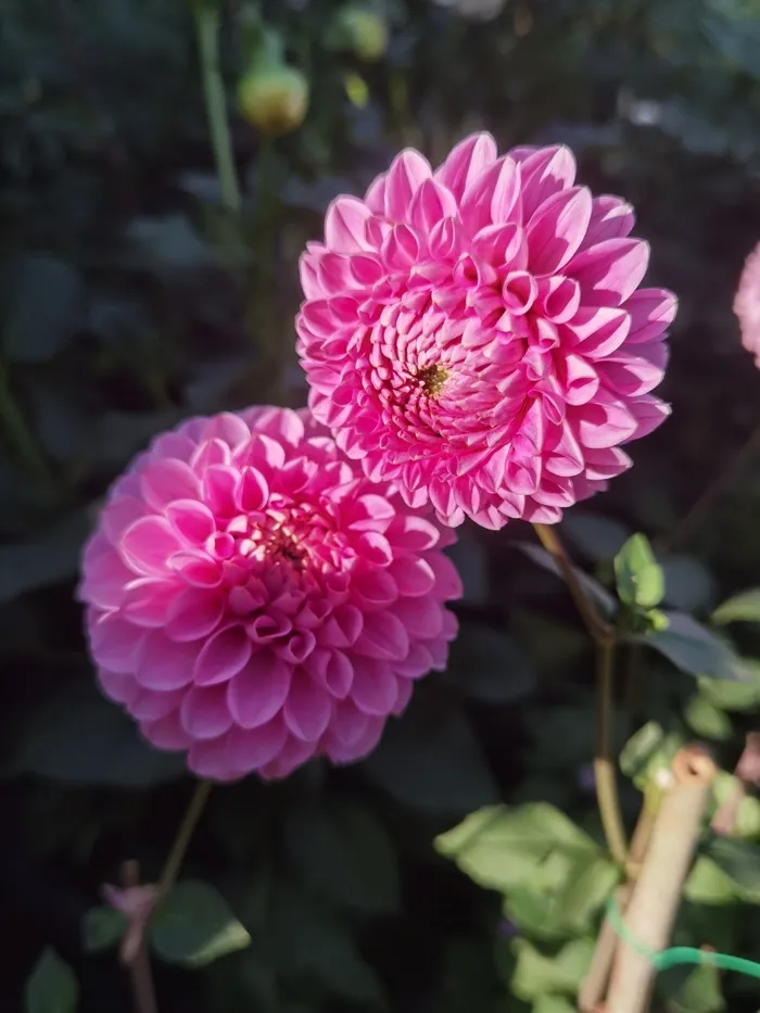 大丽花图片