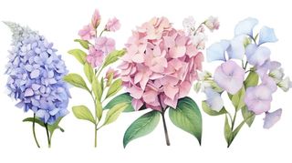 花束鲜花绣球植物插画免抠