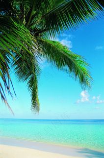 椰树枝下的蓝色海面