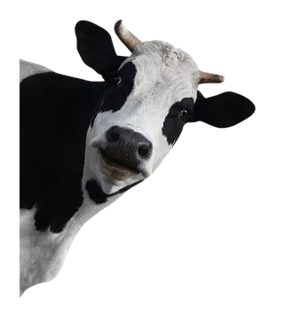 黑白牛现代农业