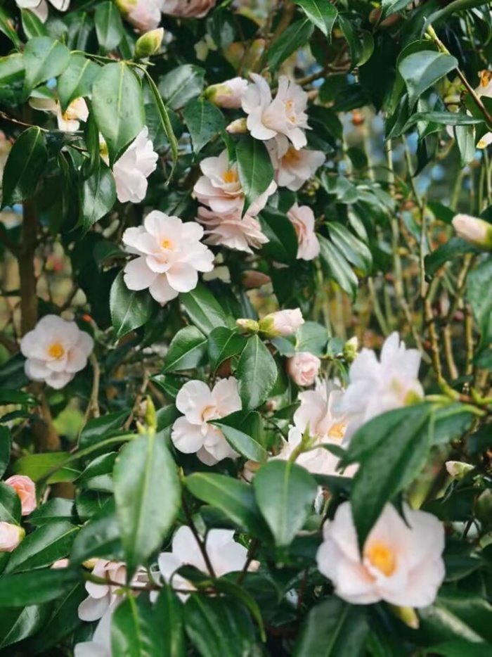 高清花朵图片