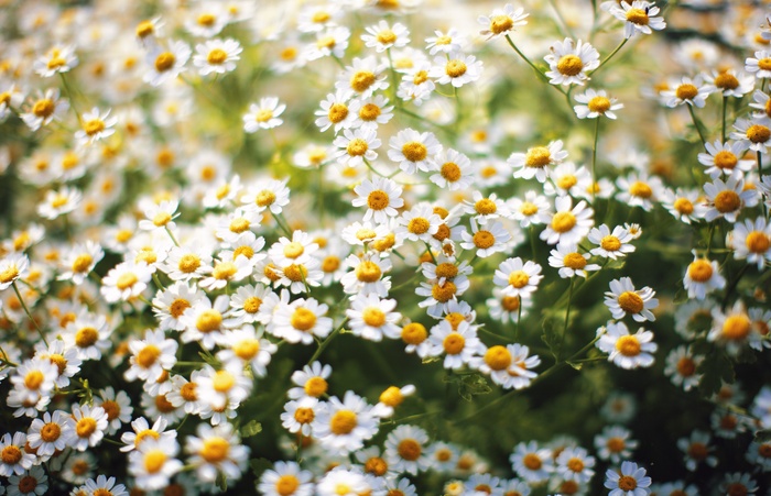 白色雏菊花花海图片