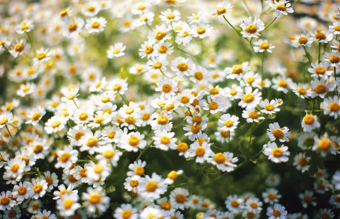 白色雏菊花花海图片