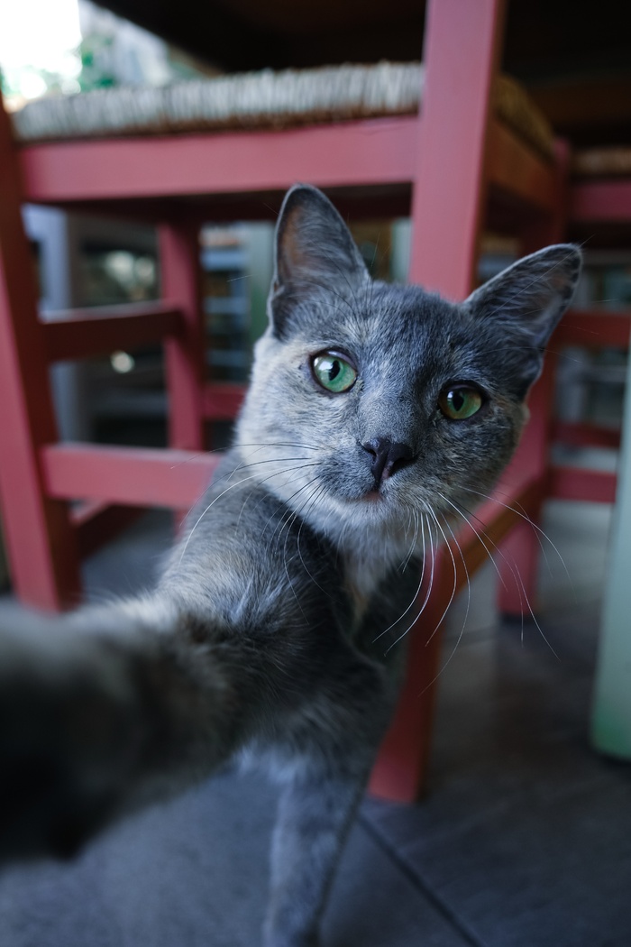可爱猫咪猫猫摄影素材