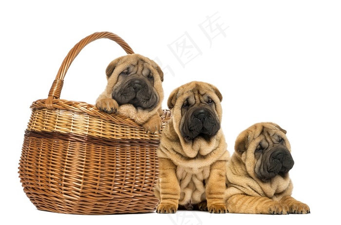 三只可爱沙皮狗狗图片