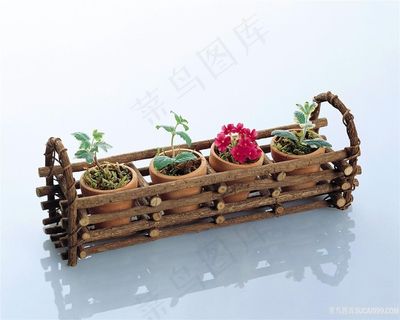 盆景花卉植物风景画