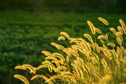 金色狗尾草图片