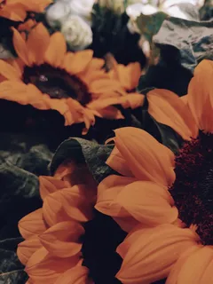 黄色向日葵摄影素材