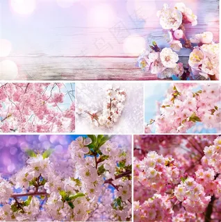 唯美花朵高清图片