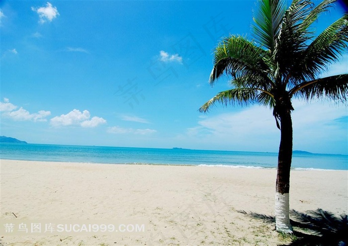 海边沙滩椰子树蓝天风景图片下载