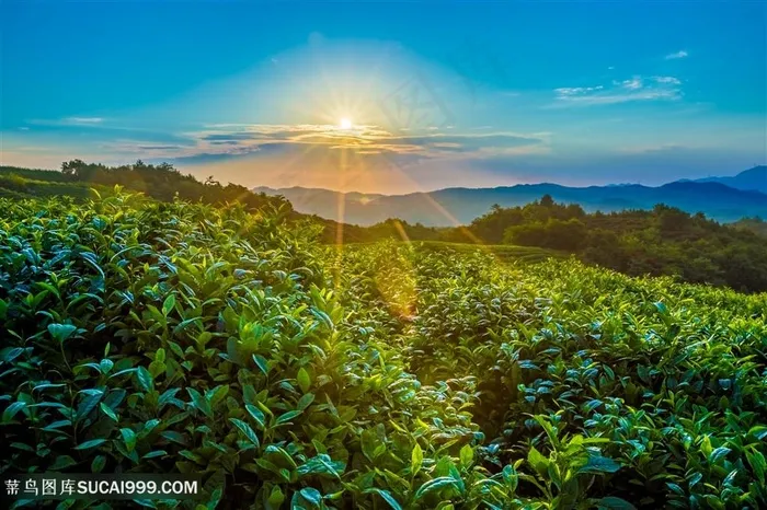 茶山日出茶园茶田田园风光