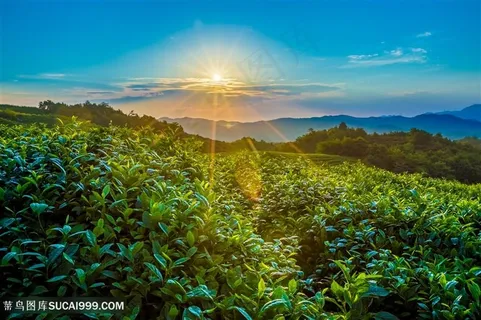 茶山日出茶园茶田田园风光 茶山日出茶园茶田田园风光