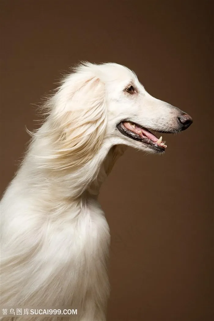 高清阿富汗猎犬侧面特写狗狗图片