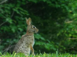 兔子可爱动物素材动物实拍