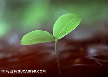 清新的树苗素材图片 清新的树苗素材图片