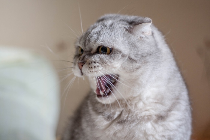 张大嘴巴的猫图片
