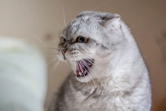 张大嘴巴的猫图片