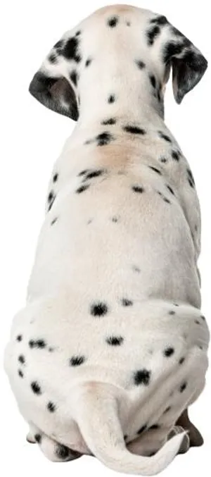 PNG达尔马提亚小狗回来免抠