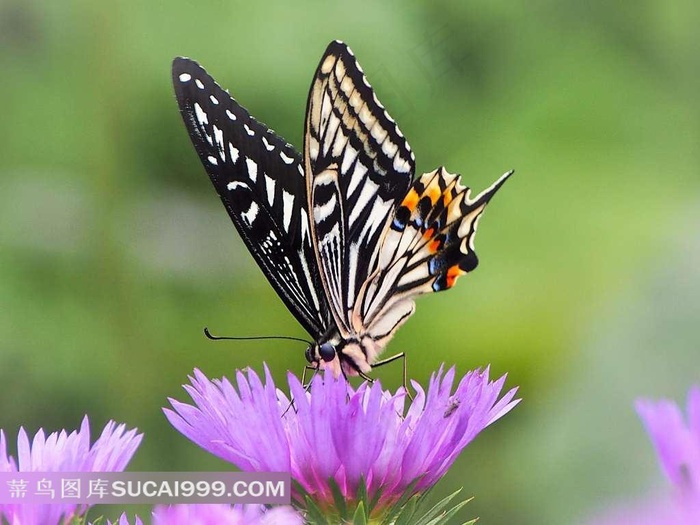美丽蝴蝶鲜花花朵
