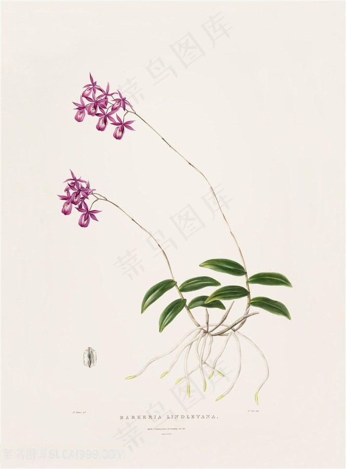 高清兰花复古装饰画
