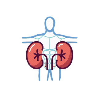 人体内脏器官肾脏插图单层免抠