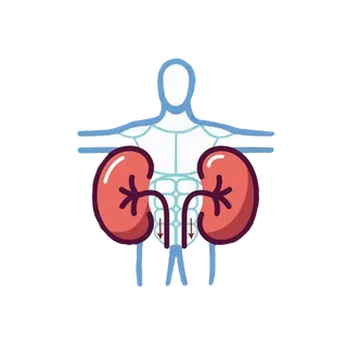 人体内脏器官肾脏插图单层免抠