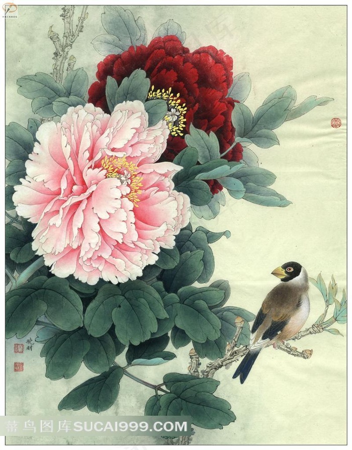牡丹花鸟艺术图片