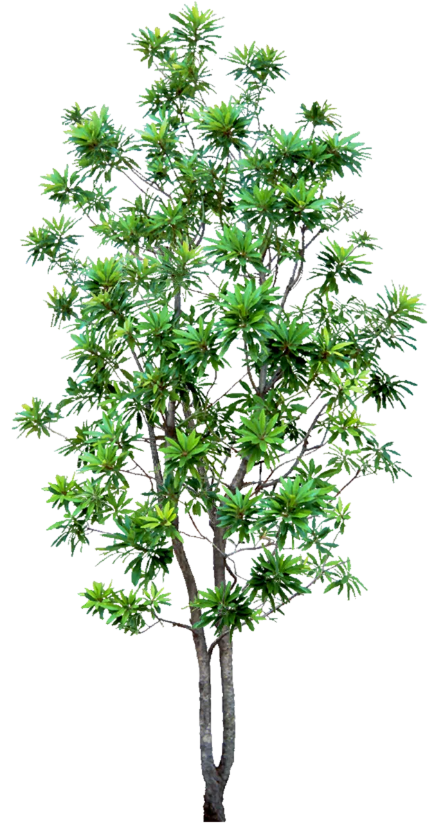 高清树木素材 免抠PSD植物素材 美术绘画园林贴图 树草灌木花草