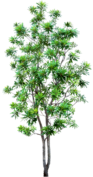 高清树木素材 免抠PSD植物素材 美术绘画园林贴图 树草灌木花草