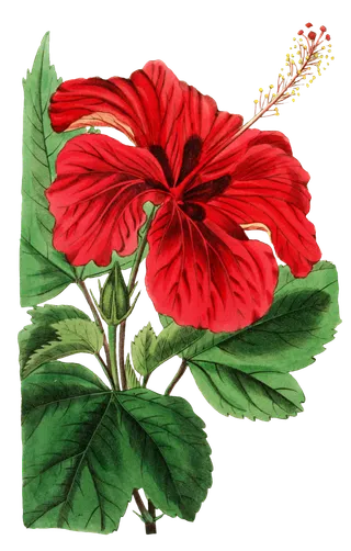 复古手绘植物花卉玫瑰花PNG免扣图案高清图片PS设计素材图