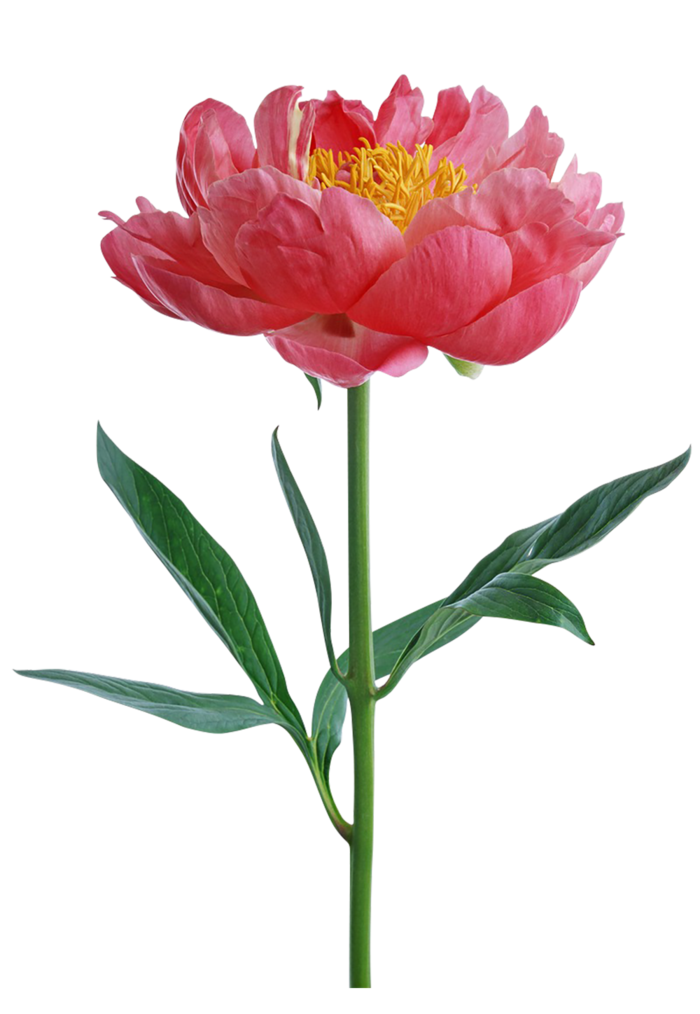粉红色花朵黄色花蕊素材免扣
