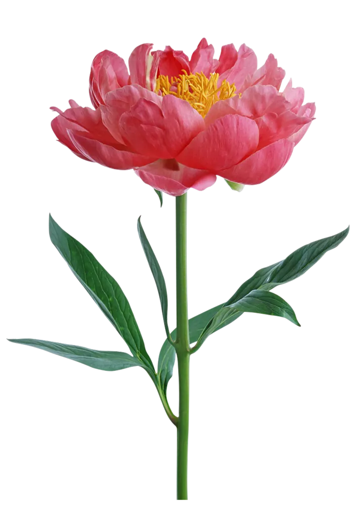 粉红色花朵黄色花蕊素材免扣